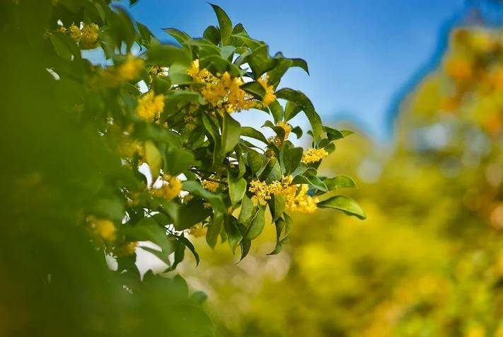 桂花
